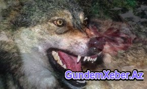 Dəhşət: Cəlilabadda canavar qoyunları parçaladı - Foto - Video