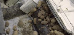 Sensasiyalı araşdırma: McDonald`s-ın kartoflarının tərkibindən xəbəriniz var? - VİDEO - FOTO