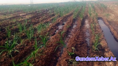 Tarlaları neft basdı – Bu videoya baxın