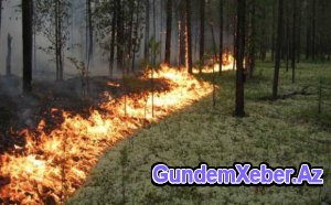 Cəlilabadda güclü meşə yanğını