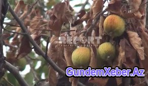 Qubada alma bağları susuzluqdan quruyub - VİDEOREPORTAJ
