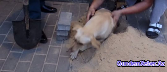 Yerin altından gələn səsə biganə qalmadı və ... Şok fotolar