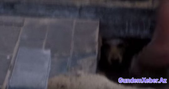 Yerin altından gələn səsə biganə qalmadı və ... Şok fotolar