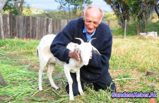 Qoca kişi keçi ilə evlənəcək - FOTO