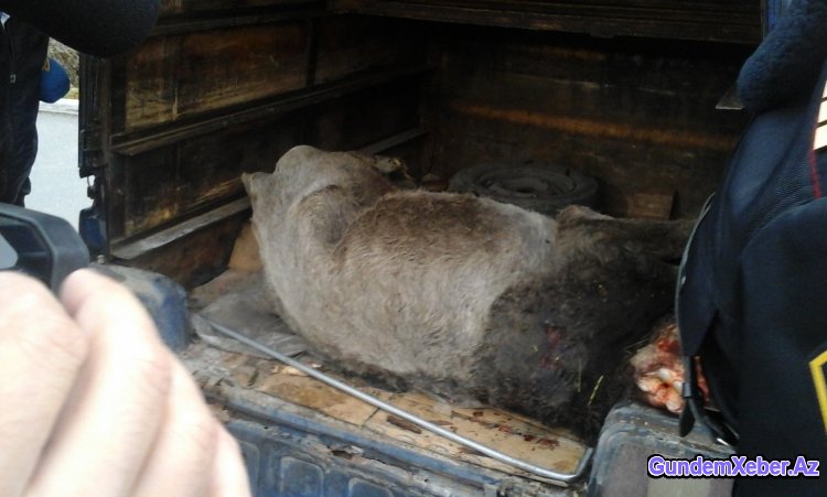 Ağstafada satış üçün nəzərdə tutulan murdar olmuş iribuynuzlu heyvan cəmdəyi aşkarlanıb