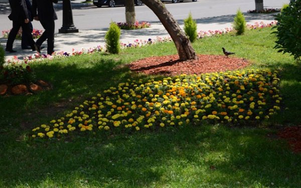 Hacıbala Abutalıbov park çəmənliklərdə oturmağı qadağan etdi- QƏRAR