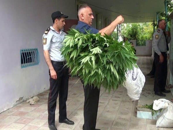 Çətənə tarlasından "xeyir" götürə bilmədi