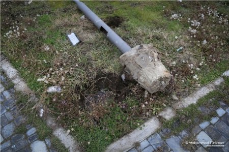   Ramanada 2 il öncə salınan parkda indi mal-qara otarılır - FOTOLAR, VİDEO