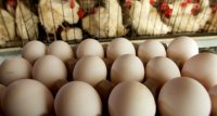 BAKIDAN ERMƏNİNİN ŞİRKƏTİNƏ MİLYONLAR AXIR! – Oskayan və Bozaçıyanın yumurta və toyuqlarını yeyirik! (Şok)