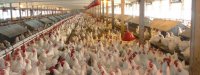 BAKIDAN ERMƏNİNİN ŞİRKƏTİNƏ MİLYONLAR AXIR! – Oskayan və Bozaçıyanın yumurta və toyuqlarını yeyirik! (Şok)
