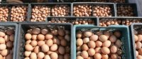 BAKIDAN ERMƏNİNİN ŞİRKƏTİNƏ MİLYONLAR AXIR! – Oskayan və Bozaçıyanın yumurta və toyuqlarını yeyirik! (Şok)