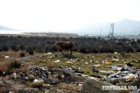 “Kim çirkabın içində yaşamaq istəyər ki? Ayrı çarəmiz yoxdur...”