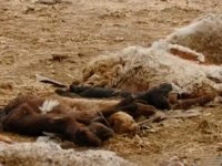 Baytarlıq Xidməti: infeksiya aşkarlanmadı