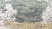 SABUNÇUDA EKOLOJİ TERROR – Dəhşətli mənzərə + Fotolar