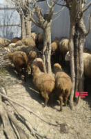 Canavarlar Zərdabda mal-qaraya hücum etdi