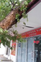 Zərdabda güclü küləyin aşırdığı ağac bir nəfərin ölümünə səbəb olub