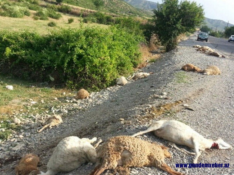 Şamaxıda iki avtomobil qoyun sürüsünə girdi