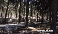 Bakıda daha bir ağac qətliamı: Vandalizmin sonu görünmür