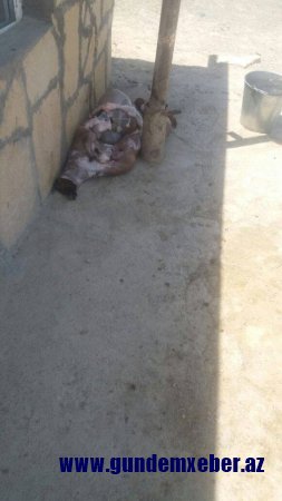 Qızıldaşda baltası özündən yekə satıcı