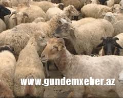 Yarmarkaya 3 minə yaxın xırdabuynuzlu heyvan çıxarılıb