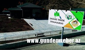 İnstruktor Elşən Bəxtiyarov: “Şamaxıdakı “Safari Park”a zubr gətiriləcək” - MÜSAHİBƏ - FOTO - VİDEO