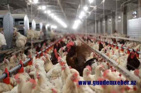 İsmayıllıda quşçuluq ferması yanıb, 10 min quş tələf olub - FOTOLAR
