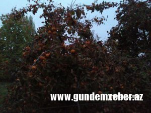 Xurma kənddə 20 qəpiyə, Bakıda 1 manat 50 qəpiyə: yeddiqat fərq kimlərin cibinə gedir...