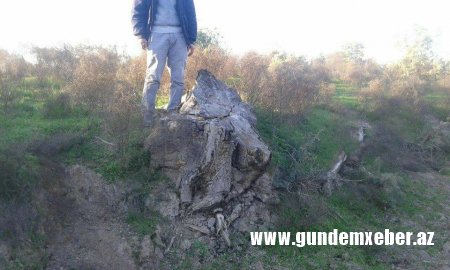Tuqay meşələri “qan ağlayır”-ŞOK OLAY (FOTOLAR)