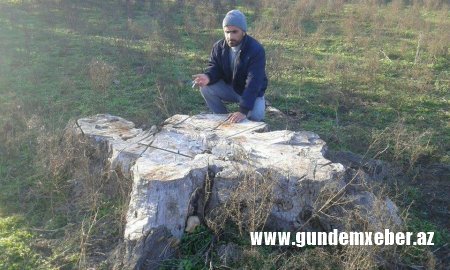Tuqay meşələri “qan ağlayır”-ŞOK OLAY (FOTOLAR)