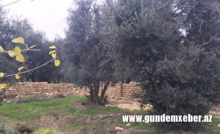 Binəqədi İcra başçısı ilə prokuror əlbəyaxa oldu: Zeytun bağı məhv edilir -FOTO