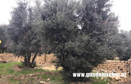 Binəqədi İcra başçısı ilə prokuror əlbəyaxa oldu: Zeytun bağı məhv edilir -FOTO
