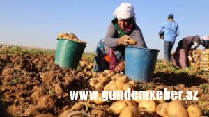 Azərbaycana Türkiyədən on minlərlə ton kartof göndərildi - BƏS GƏDƏBƏY KARTOFU?