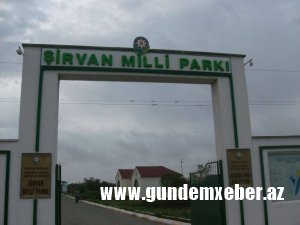 Şirvan Milli Parkında silahlı insident