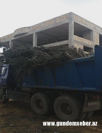 Avtomobil Yolları Dövlət Agentliyi Ramanıda ağacları kəsdi- FOTOLAR