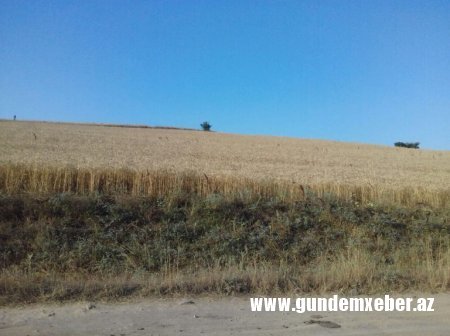 Rövşən Bağırov Lerik fermerlərinin qəsdinə durub - Zəmilər məhv olur, nə başçı eşidir, nə də nazirlik...