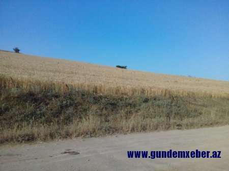 Rövşən Bağırov Lerik fermerlərinin qəsdinə durub - Zəmilər məhv olur, nə başçı eşidir, nə də nazirlik...