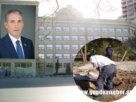 Ekologiya və Təbii Sərvətlər nazirliyinin və Xətai rayon İcra Hakimiyyətinin sevimli Rəisi növbəti ağac qətliamına hazırlaşır - 15-ə qədər ağac üçün təhlükə var