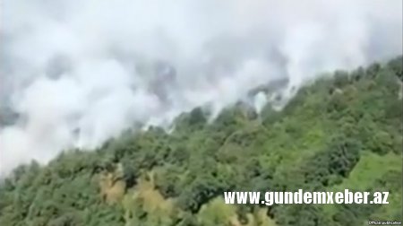 Meşədə yanğın başlayıb [Video]
