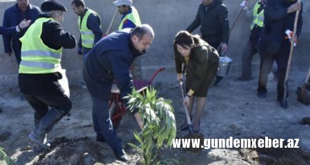 Abşeron rayonunda növbəti ağacəkmə aksiyası keçirildi - FOTOLAR