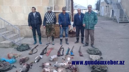 Dovşan ovlayan şəxslər saxlanıldı - Saatlıda