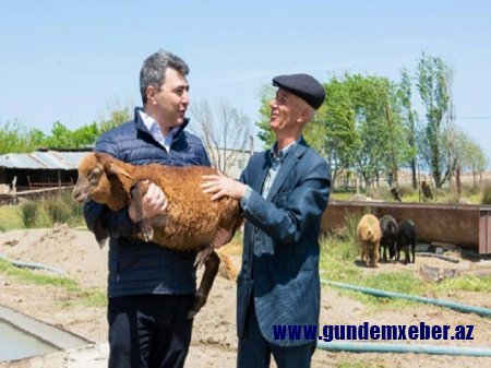 İnam Kərimovun iflas olan PAMBIQ SİYASƏTİ... - FAKTLAR