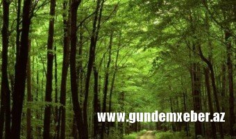 25 yaşlı gəncdən DƏHŞƏTLİ ƏMƏL: meşədə...