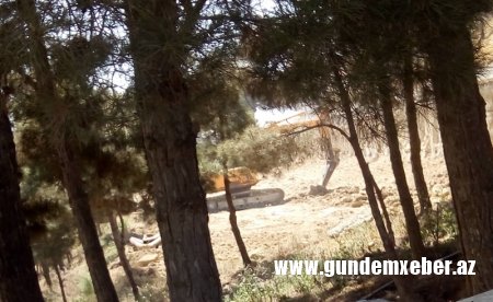 "Gülüstan" sarayı ətrafında onlarla çoxillik ağac məhv edilib