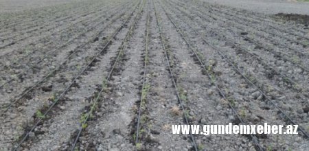 Ağsuda stevia bitkisinin əkininə başlanıldı – Gənc müəllimin uğuru 