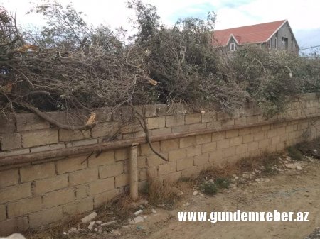 Adil Vəliyevin Kürdəxanıda zeytun əməliyyatı (FOTO FAKT)