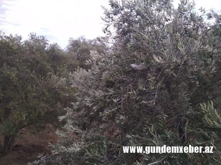 Adil Vəliyevin Kürdəxanıda zeytun əməliyyatı (FOTO FAKT)