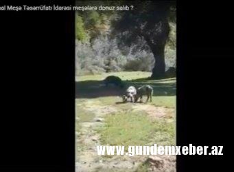 Şəmkir Regional Meşə Təsərrüfatı Mərkəzi üzərinə düşən öhdəlikləri pozaraq rayonların meşələrinin dağıdılmasına, meşə zolağına mal-qaranın, hətta donuzların lövbər salmasına şərait yaradıb