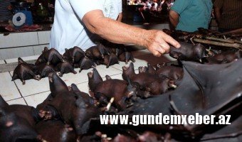 Çində yarasa ətinin satışına qoyulan qadağa ləğv olundu
