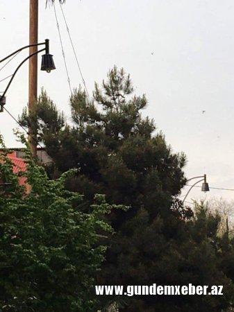 Lənkəranda inanılmaz “BÜDCƏ QƏNAƏTİ”: - Dirəklərdə lampa əvəzinə vedrə asıblar