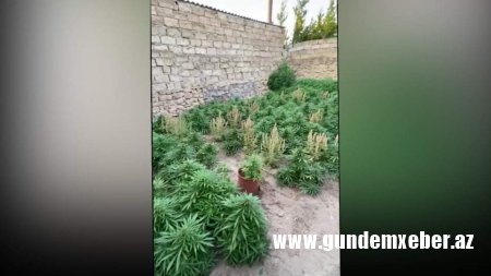 Xəzər rayonunda narkotik bitkilər əkib-becərən şəxs saxlanılıb -FOTO